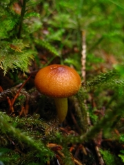Cortinarius saniosus