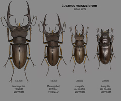 Lucanus marazziorum