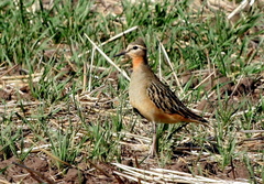 Oreopholus ruficollis