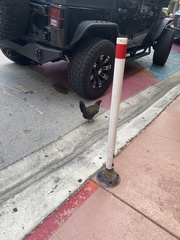 Gallus gallus domesticus