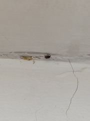 Crocistethus waltlianus