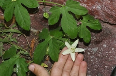 Passiflora bryonioides