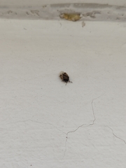 Crocistethus waltlianus