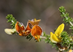 Aspalathus laricifolia