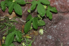 Passiflora bryonioides