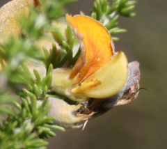 Aspalathus laricifolia