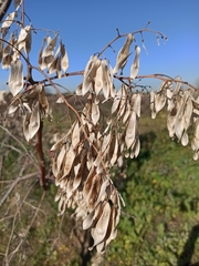 Ailanthus altissima
