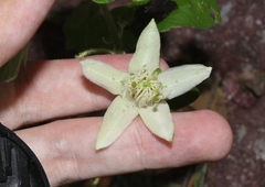 Passiflora bryonioides