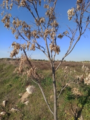 Ailanthus altissima