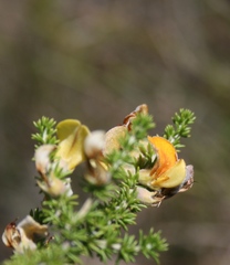 Aspalathus laricifolia