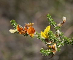 Aspalathus laricifolia