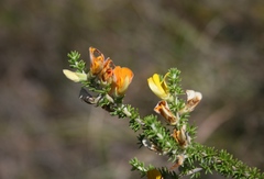 Aspalathus laricifolia
