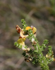 Aspalathus laricifolia