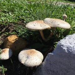 Chlorophyllum molybdites