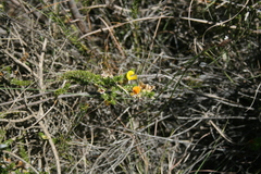 Aspalathus laricifolia