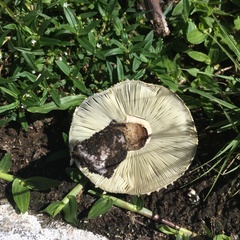 Chlorophyllum molybdites