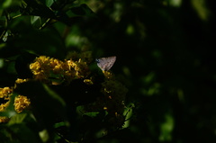 Pseudolycaena damo