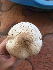 Chlorophyllum molybdites