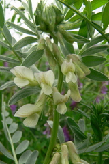 Vicia pannonica
