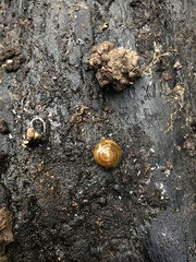 Morlina glabra
