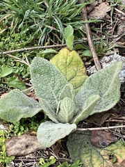 Verbascum thapsus