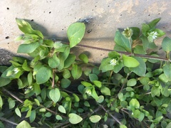 Stellaria media