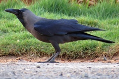 Corvus splendens