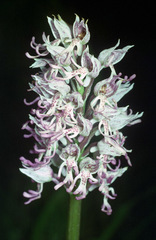 Orchis simia simia
