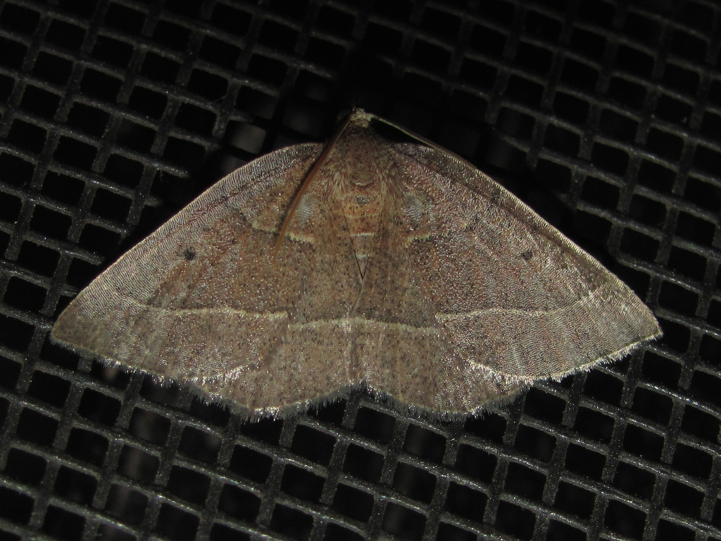Episemasia