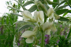 Vicia pannonica