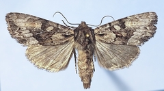 Apamea centralis