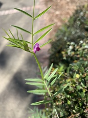 Vicia sativa