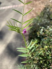 Vicia sativa