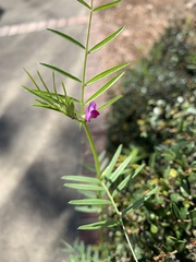 Vicia sativa