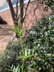Vicia sativa