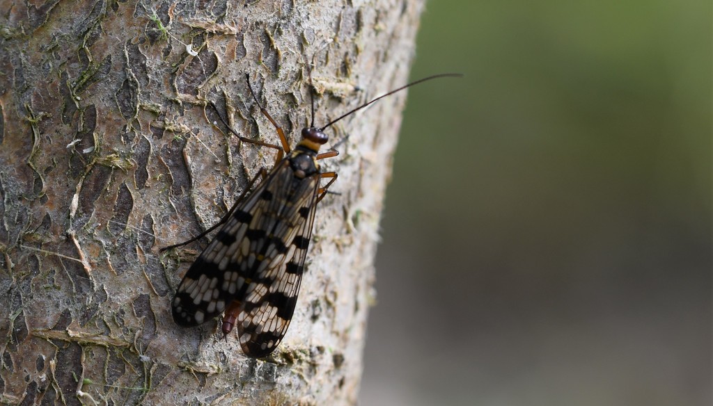 Panorpa meridionalis