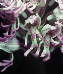Orchis simia simia