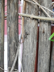 Lygodactylus capensis