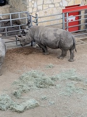 Rhinocerotidae