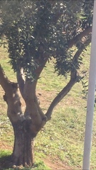 Phoenicurus ochruros