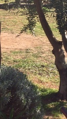 Phoenicurus ochruros