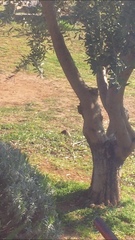 Phoenicurus ochruros