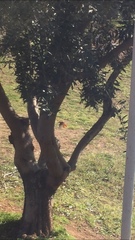 Phoenicurus ochruros