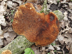 Fungi