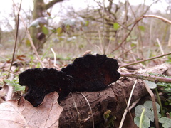 Fungi