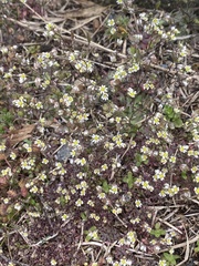 Draba verna