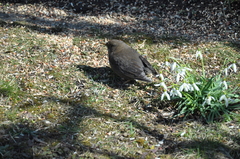Turdus merula