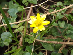 Ficaria verna