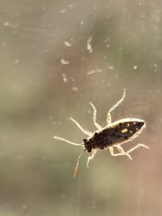 Brachycarenus tigrinus