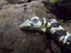 Abronia taeniata
